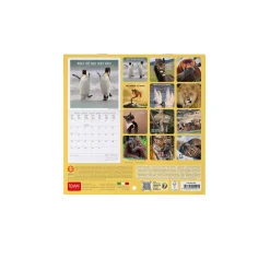 Calendario da Parete 2025 - 18 x 18 cm