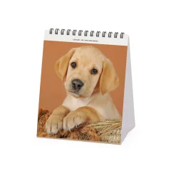 Calendario da Tavolo 2025 - 12 x 14,5 cm